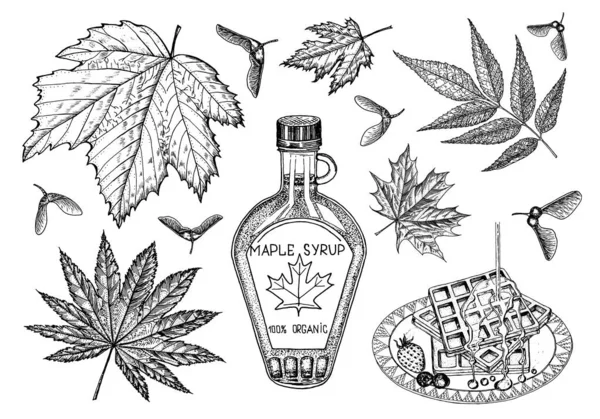 Botella de jarabe de arce y hoja. Estilo de dibujo dibujado a mano vintage. Planta o hierba. Acer platanoides o macrófilo. — Archivo Imágenes Vectoriales