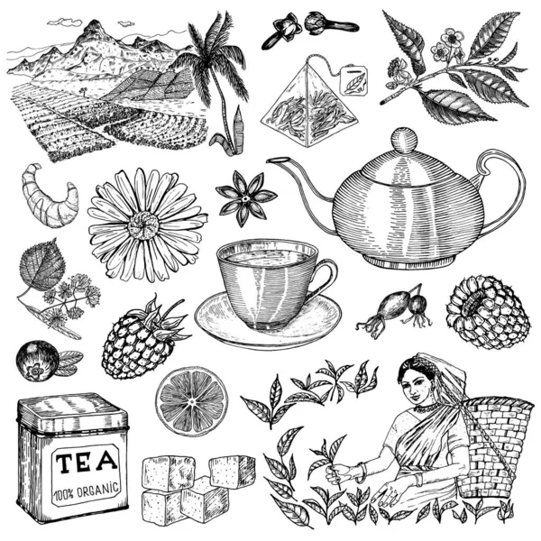 Herbal Tea saco cervejando instruções de culinária. Bule, xícara, açúcar, plantas, paisagem, framboesas, croissant, limão, camomila. A mulher está a colher. Ingredientes para moldura de loja. Estilo gravado. — Vetor de Stock