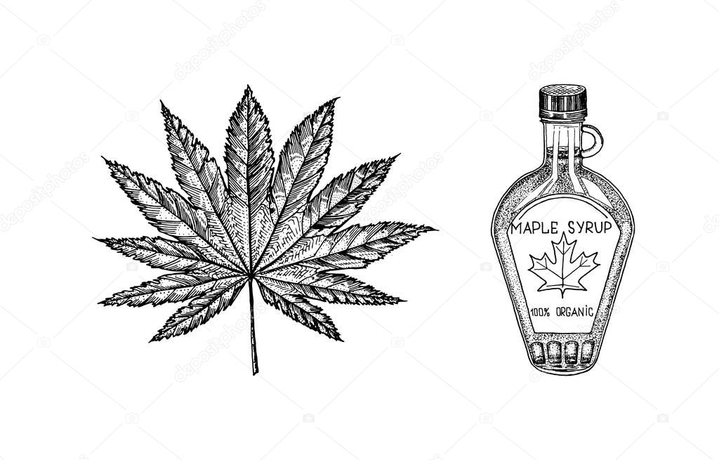 Bottle of maple syrup and Leaf. Vintage hand drawn drawing style. Plant or herb. Acer platanoides or macrophyllum.