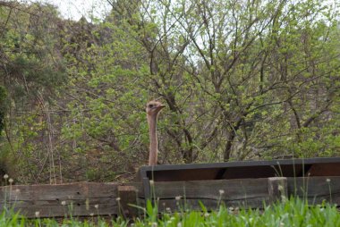 Uzun boyunlu ve kahverengi tüylü devekuşu doğal bir açık hava parkında kırsal bir ahşap çitin üzerinden gözetliyor.