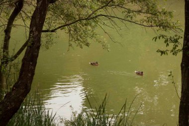 İki yaban ördeği, yemyeşil orman ağaçları ve yeşilliklerle çevrili sakin yeşil bir gölette sakince yüzüyor.