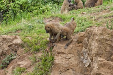 Babun ebeveynler kayalık arazide bebeklerine rehberlik ederken diğer sürü üyeleri yukarıdaki çimenli tepede yiyecek arıyorlar.