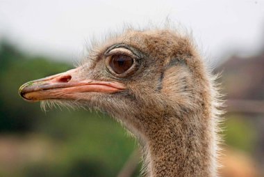 Devekuşu kafası ve uzun boyun yakın profil, detaylı göz, gaga ve tüy dokuları meraklı, dikkatli yaban hayatının portresini çekiyor.
