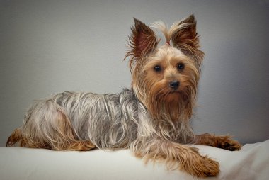 Yorkshire Teriyer köpeği beyaz bir kanepede rahatça uzanıyor, doğrudan kameraya bakıyor neşeli ifadesiyle.