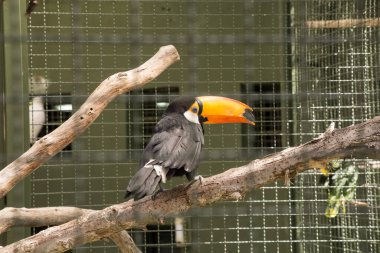 Parlak turuncu gagalı Toco Toucan, hayvanat bahçesinin içindeki ahşap bir dala tünemiş. Canlı tropikal bir kuş ziyaretçileri izliyor.