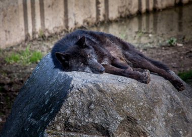 Siyah kurdun başı gri bir kayanın üzerinde dinleniyor, gündüz dinginliği sırasında etrafındaki ormanı dikkatle izliyor.