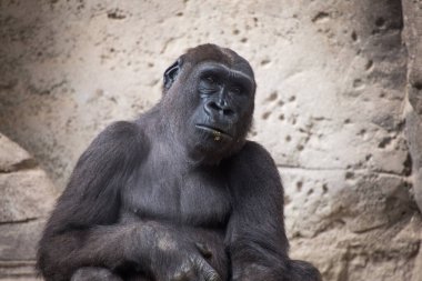 Goril oturuyor, insansı duygular ve düşünceli bir ifade sergiliyor. Doğal ortamdaki vahşi hayvan.