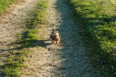 Yorkshire teriyeri köpek yavrusu yeşil çimlerin yanında güneşli toprak bir yol boyunca koşuyor, neşeli hareketler ve kırsal alanda neşeli bir enerji.