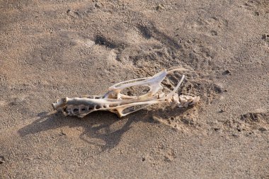 Kumlu sahilde yıpranmış hayvan kafatası, çürüyen kalıntılar ham kıyı ölümlülüğünü, yalnızlığı ve doğal erozyonu göstermektedir (yan görüş).)