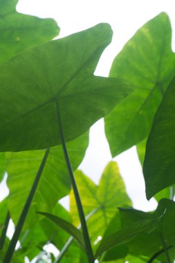 Alçak açılı nefes kesici bir çekim, canlı yeşil, kalp şeklinde tropik bir bitkinin (Taro veya Fil Kulağı gibi) parlak, açık mavi gökyüzüne uzanan yapraklarını yakalar..