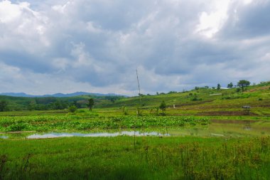 Geniş açılı manzara manzarası olan geniş, canlı yeşil bir vadide pirinç tarlaları ya da arka planda yumuşak tepelere tırmanan tarımsal tarlalar. Büyük bir gölet ya da rezervuar gökyüzünü yansıtır.