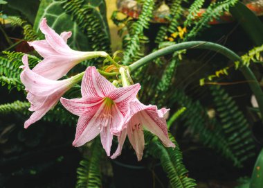 Üç trompet şeklindeki Amaryllis çiçeklerinden (muhtemelen Hippeastrum türü) oluşan bir kümeyi tam çiçek şeklinde gösteren yatay bir fotoğraf. Pembe taç yaprakları belirgin kırmızı çizgilerle işaretlenmiş..