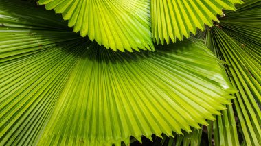 Üst üste binen, derinden tırtıklı tropik fan palmiye yaprakları (Licuala ya da benzeri), canlı yeşil renk ve güçlü doğrusal doku içeren yoğun bir yakın çekim. Egzotik, cangıl ve doğal arka plan tasarımları için mükemmel..