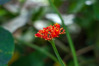İnce yeşil bir gövdeye yerleştirilmiş kırmızı, turuncu ve turuncu çiçeğin (Jatropha) yan profilini yakalayan yatay bir yakın çekim. Arka plan hafifçe bulanık, çiçeğin karmaşık ayrıntılarına odaklanıyor..