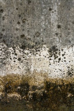 Beton duvardaki dikey doku değişimi koyu griden beyaz kalıba, su hasarına ve dipte yoğunlaşmış kahverengi siyah mineral lekesine dönüşüyor. Kitap kapakları ve posterler için çarpıcı, karamsar bir arkaplan.