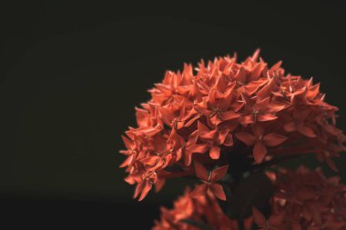 Kırmızı Ixora çiçeklerinin detaylı makro fotoğrafları. Doğal ve karamsar aydınlatmada çiçek açan özellikler, kapalı tomurcuklar ve yıldız şeklinde taç yaprakları.