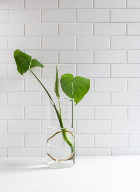 Beyaz arka planda su bulunan cam vazoda kök salmış bir canavar filizlenir. Ön manzara. Boşluğu kopyala