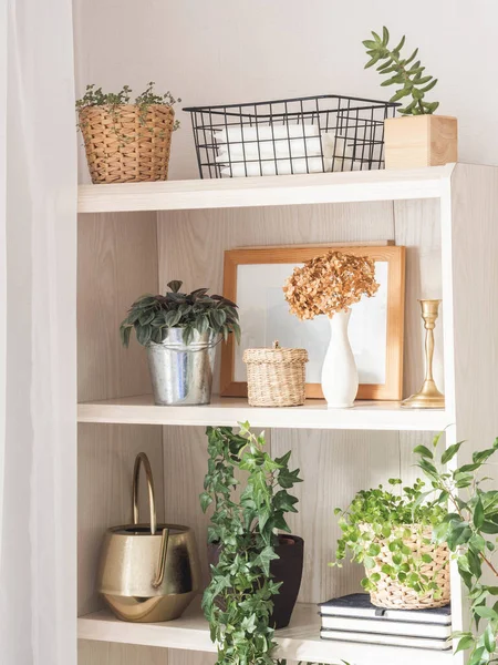 Woonplanten Home Decor Houten Planken Moderne Kamer Inrichting Vooraanzicht — Stockfoto