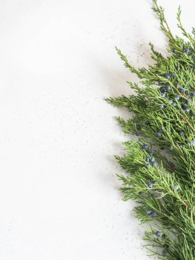 Ardıç dalı ve mavi böğürtlen sınırı beyaz arka planda. Üst Manzara. Boşluğu kopyala