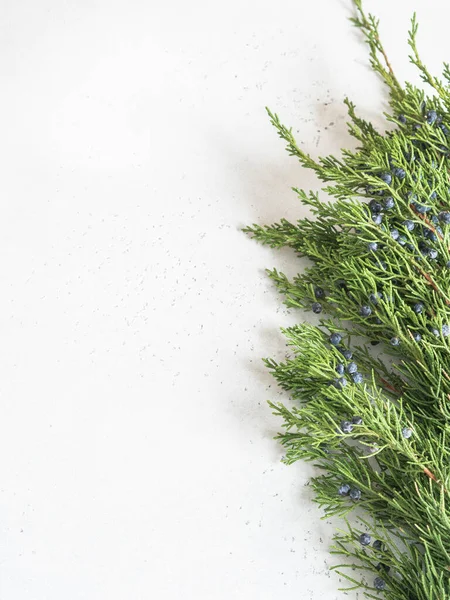 Ardıç dalı ve mavi böğürtlen sınırı beyaz arka planda. Üst Manzara. Boşluğu kopyala