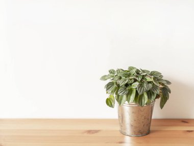 Peperomia argyreia bitkisi ve ahşap masadaki metal tencerede güzel desenli yapraklar. Doğal doku, ön manzara. Kapalı alanda bahçe işleri..