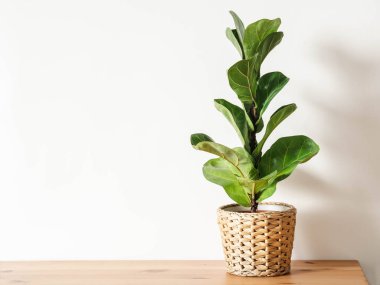 Tahta masadaki ficus lirata in wickr pot. Çok az. Ön manzara. Boşluğu kopyala.