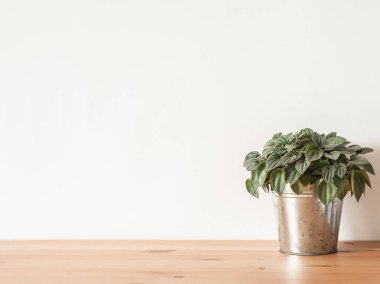 Peperomia argyreia bitkisi ve ahşap masadaki metal tencerede güzel desenli yapraklar. Doğal doku, ön manzara. Kapalı alanda bahçe işleri..