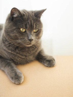 Kır saçlı, sarı gözlü kedi koltuğun arkasında rahatça oturuyor.