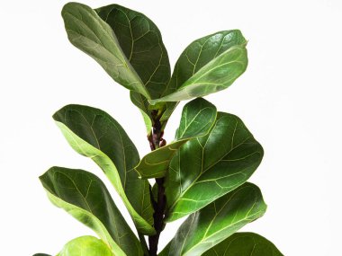 Green leafs ficus lyrata bombino on white background. Minimal houseplant concept clipart