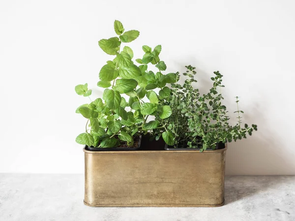 Growing fresh herbs at home on the windowsill. Mint and thyme in a metal box on grey table