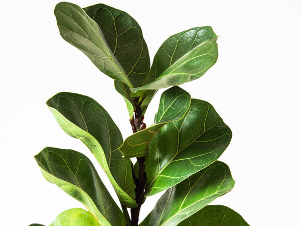 Green leafs ficus lyrata bombino on white background. Minimal houseplant concept