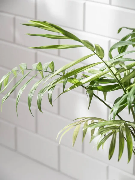Groene Palmbladeren Witte Tegelwand Achtergrond Begrepen Ruimte Vooraanzicht Minimaal Huisvestingsconcept — Stockfoto