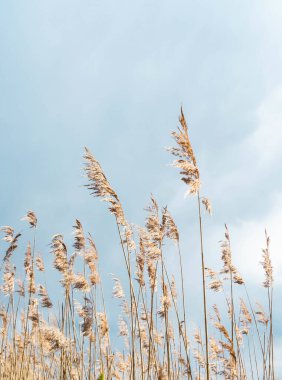 Mavi gökyüzüne karşı bej rengi kuru otlar. Doğal kökleri açık havada açık renkli renklerdedir. Boşluğu kopyala