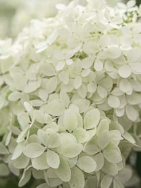 Parlak beyaz ortanca çiçeği arka planı. Doğa çiçekli arka plan