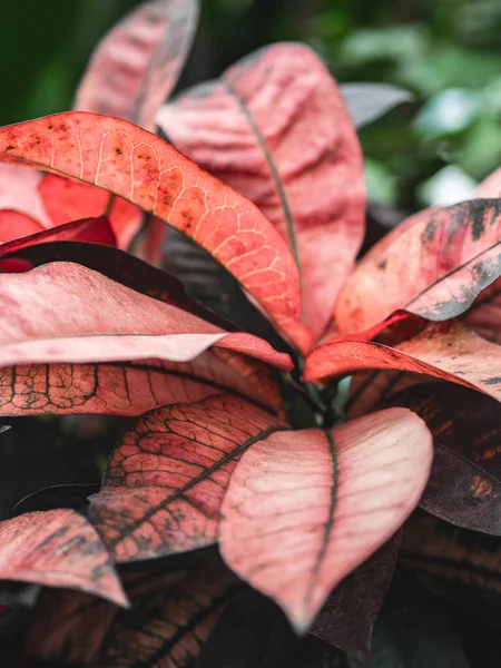 Bladeren Plant Rood Kleurrijke Heldere Achtergrond Tropische Natuur — Stockfoto