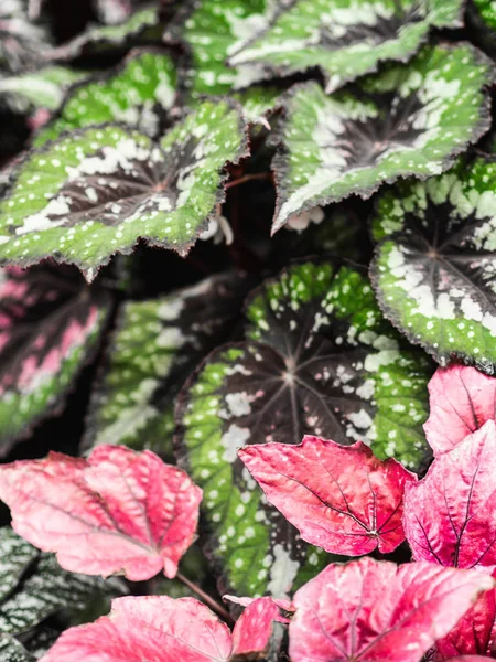 Verschillende Begonia Planten Kleurrijke Bladeren Achtergrond Volledig Scherm Uitzicht Natuurlijke — Stockfoto