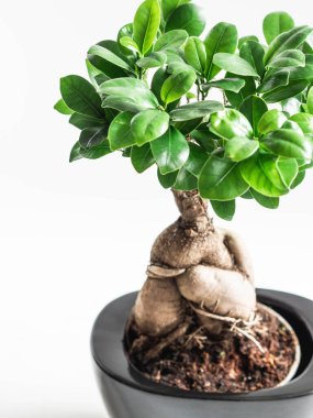 Ginseng bitkisi, beyaz arka planda siyah çömlekte. Ön görünüm