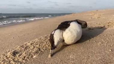 Kumlu bir kumsalda karaya vurmuş, deniz kuşu yiyen ölü bir lonlemot balığı.
