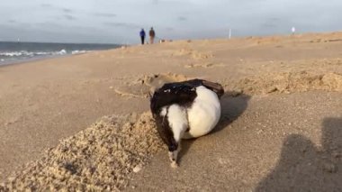 Kumlu bir kumsalda karaya vurmuş, deniz kuşu yiyen ölü bir lonlemot balığı.