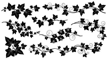 Sarmaşık sarmaşıkları ve çiçekleri içeren sofistike botanik tasarım elementleri. Davetiyelere, markalara ve yaratıcı projelere zarif bir dokunuş eklemek için mükemmel..