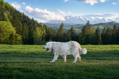 Pieniny manzarası ve karlı Tatra tepeleriyle bahar çayırlarında yürüyen beyaz dağ köpeği.