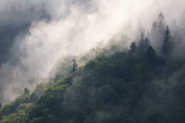 Sis ve alçak bulutların yemyeşil bir dağ ormanının üzerinde sürüklendiği atmosferik bir manzara. Huzurlu ve karamsar doğa manzarası.