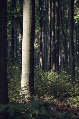 Yumuşak doğal ışıkla aydınlatılan uzun orman ağacı, fotokopi ve doğa temaları için alanı olan sakin bir ormanlık zemin oluşturuyor..