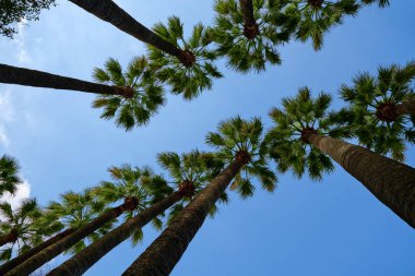 Aşağıdan görülen uzun palmiye ağaçları berrak mavi gökyüzü etrafında doğal bir çerçeve oluşturur, seyahat, tatil ve yaşam tarzı temaları için kopyalama alanı olan parlak tropikal yaz arkaplanı.