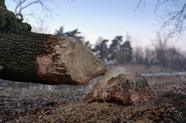Kunduz gövdesi kemirilmiş bir ağaç gövdesinin yakın çekimi ve doğal bir orman ortamında ısırık izleri ve odun talaşı olan kütük, doğal yaşam aktivitesini, ekosistem mühendisliğini ve çevresel etkiyi gösteriyor..