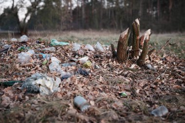 Çevresel kirliliği ve uygun olmayan atık kullanımını gösteren bir ağaç kütüğünün yakınındaki ağaçlıklara yasadışı olarak plastik atık ve çöp atılması.