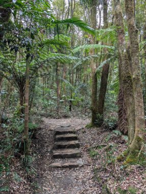Taş, yemyeşil yağmur ormanlarına ve eğreltiotlarına uzanan dar bir yürüyüş yoluna basar. Yürümek, eko-turizm ve açık hava macerası için huzurlu bir doğa yolu yaratır..