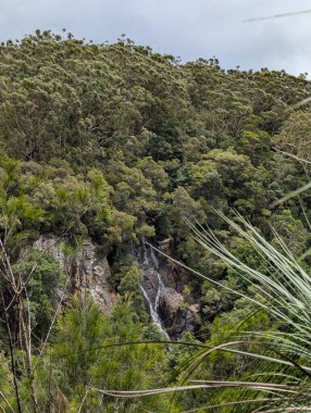 Yoğun yeşil ormanlarla çevrili kayalık bir uçurumdan yuvarlanan ince bir şelalenin bulutlu gökyüzünün altındaki dağ yamacında vahşi doğayı ve korumayı sembolize eden uzun bir telefon görüşü. Avusturalya.