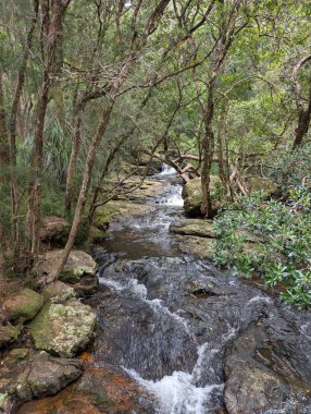 Ağaçlar ve çalıların arasından akan hızlı akan orman akıntısı, temiz suyu, el değmemiş vahşi doğayı ve doğal bir manzaradaki açık hava macerasını gösteriyor..