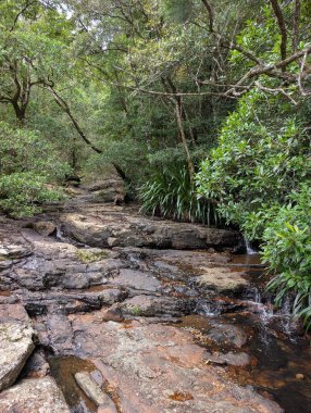 Düz katmanlı kayalara yayılan sığ orman deresi, sık yeşil ağaçlar ve çalılarla çevrili, tazelik, rahatlama ve eko turizm kavramları için huzurlu bir doğal manzara yaratıyor..
